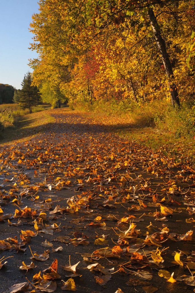 Blog - Kings Park Kings park winnipeg